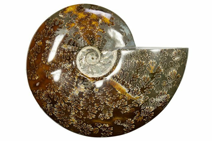 Polished Cretaceous Ammonite (Cleoniceras) Fossil - Madagascar #317869